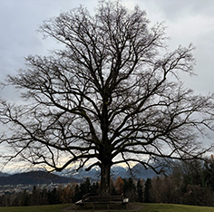 Frau Angelika, Spittal/Drau